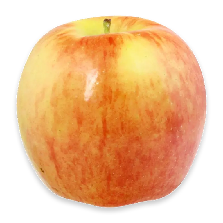 Large Ambrosia Apple