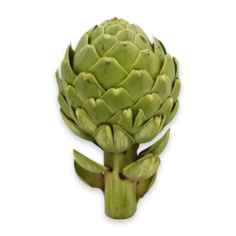 Artichoke