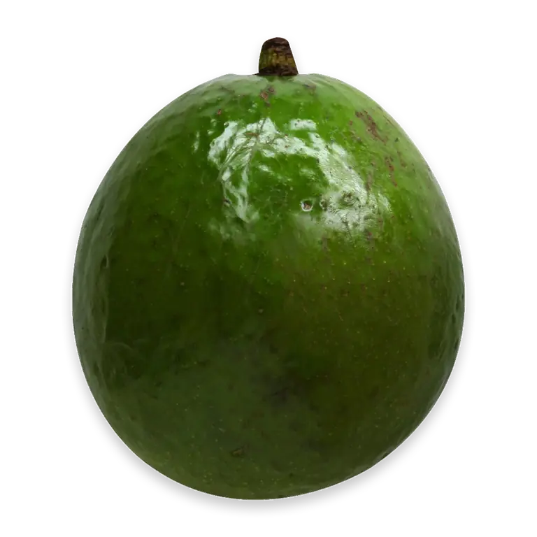 Medium Avocado