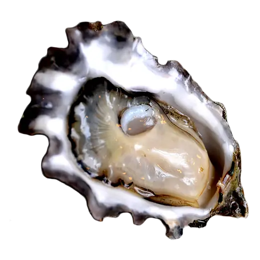 Saltspring Island Ocean Wise Oyster In Shell