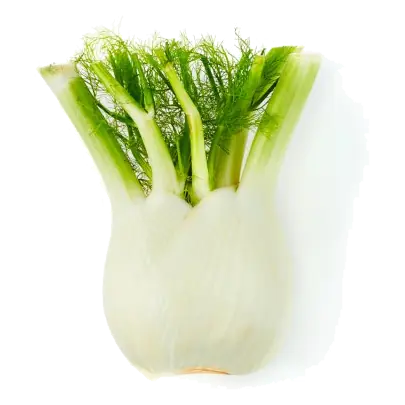 Large Fennel