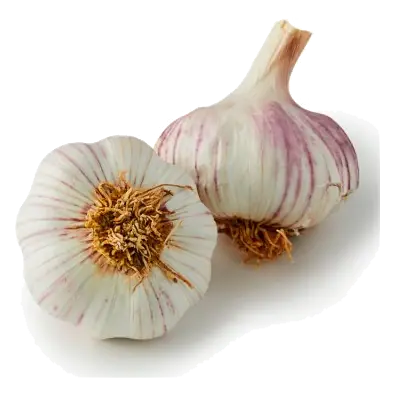 Purple Garlic