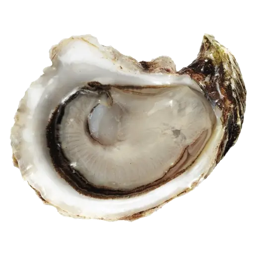 Fresh Choice Oysters 6 Count 1 EA