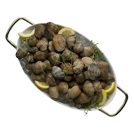 Fresh Clam Steamer