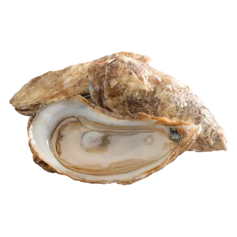 Fresh King Kong Oysters