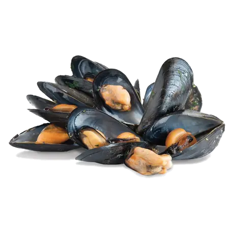 Fresh Mussels 1 count