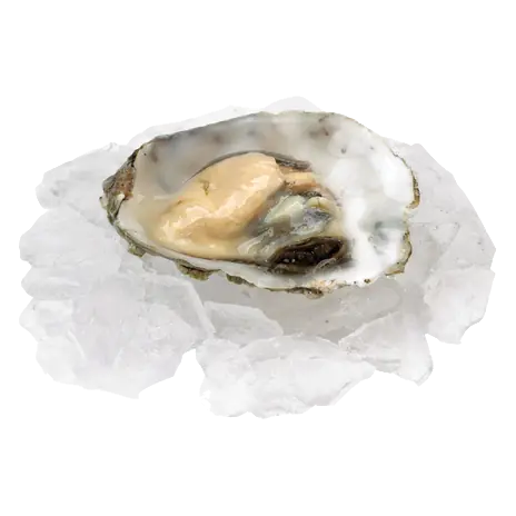 Fresh Oysters 8 Oz 227 g