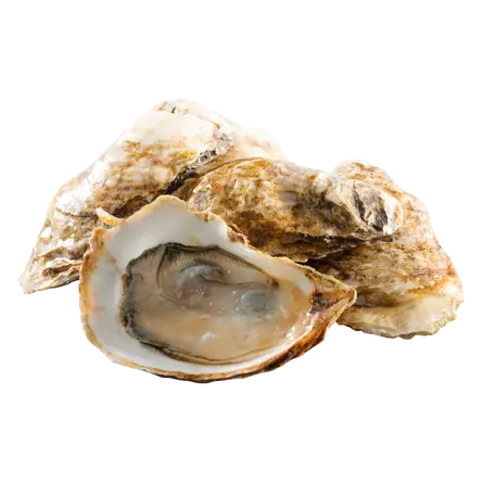 Fresh Oysters Premium Choice 6 ct