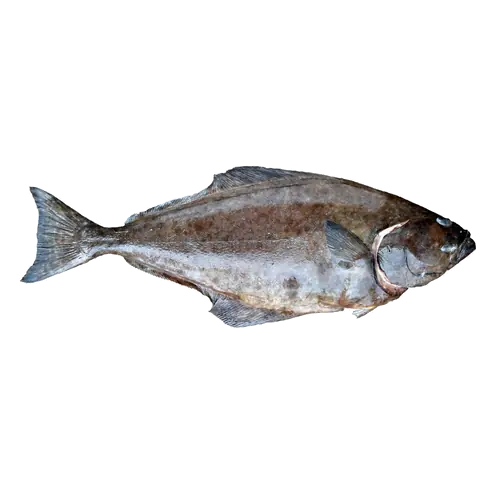 Fresh Whole Halibut