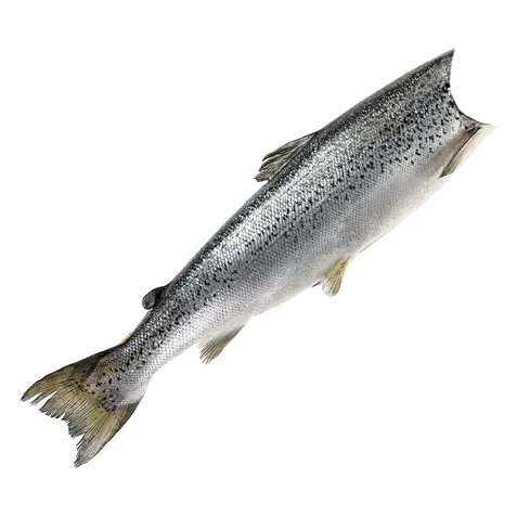 Frozen Wild Sockeye Salmon Without Head