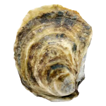 Oysters Lucky Lime In Shell 1 Count