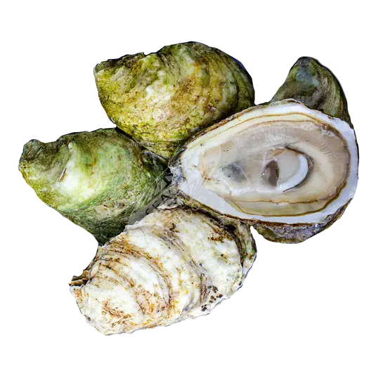 Oysters Malpeques In Shell