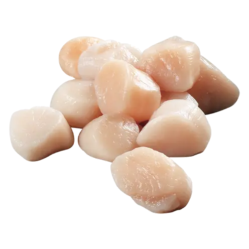 Frozen Scallops 10/20 Count