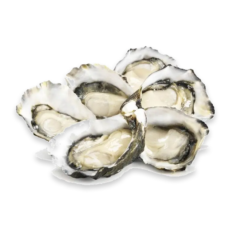 Fresh Large Pacific Oysters Large