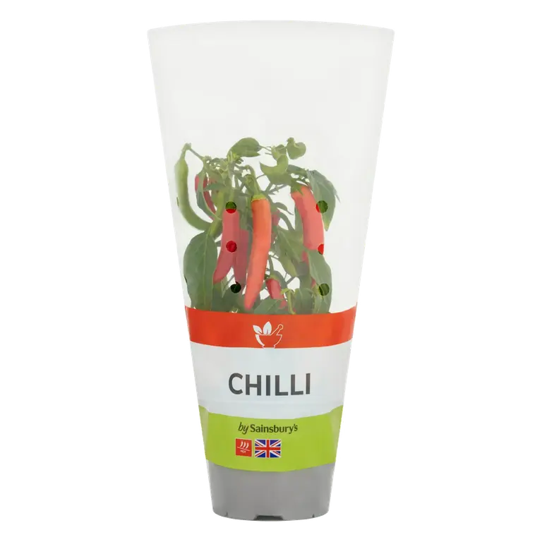 Chilli