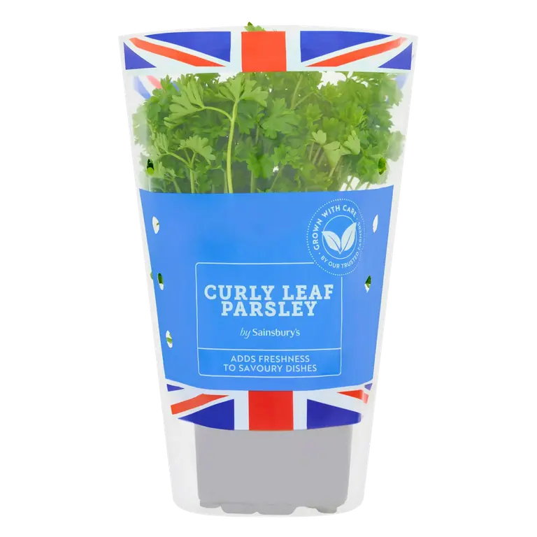 Fresh Living Curly Parsley Pot