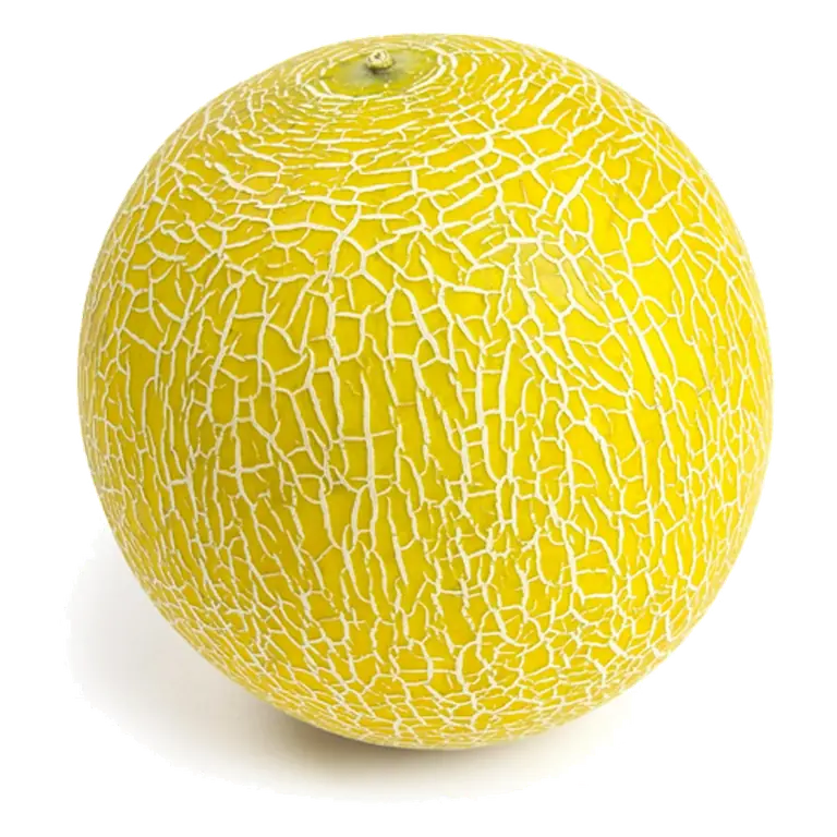 Galia Melon