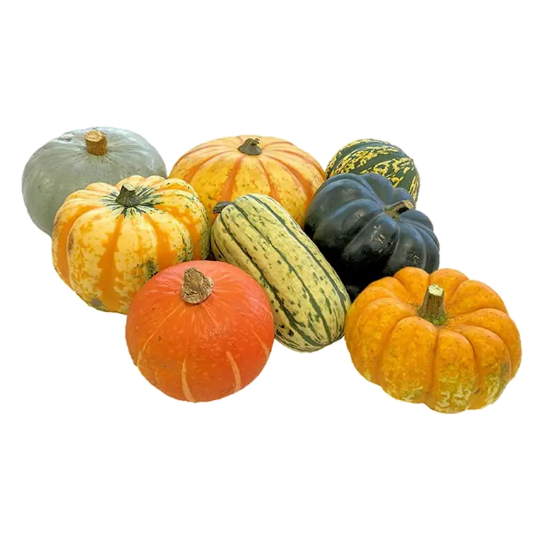 Single Mixed Squash