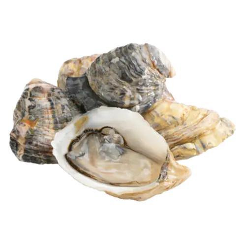 Nanoose Bay Ocean Wise Oyster In Shell