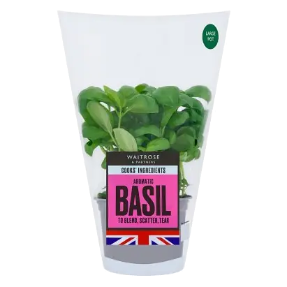 Cooks' Ingredients Large Basil Pot