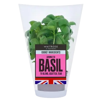 Cooks' Ingredients Medium Basil Pot