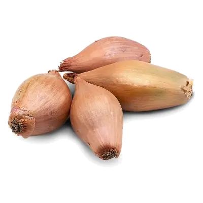 Echalion Shallots