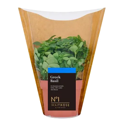 No.1 Greek Basil Large