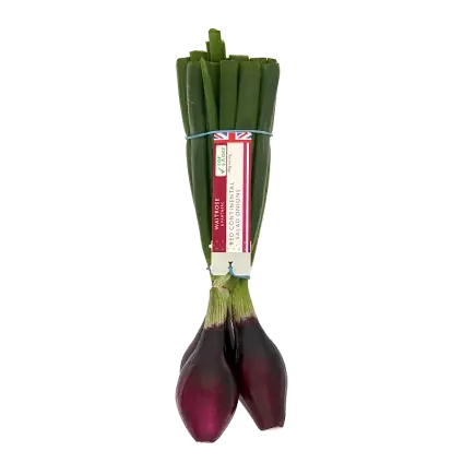 Red Continental Salad Onions
