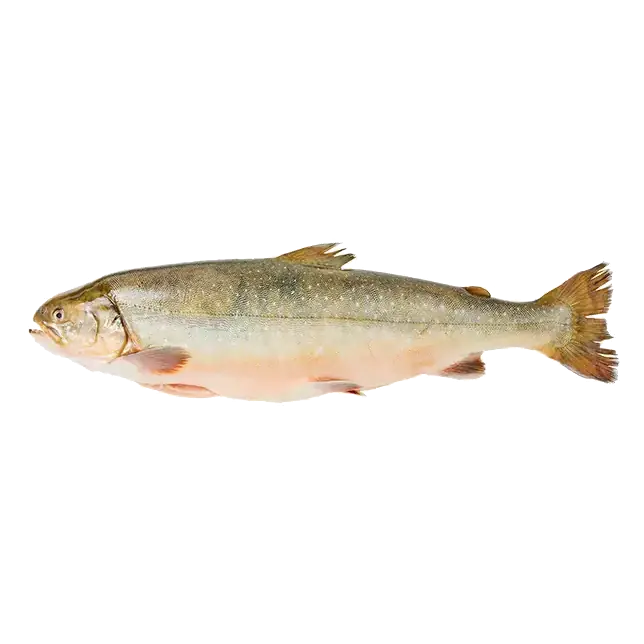 Arctic Char